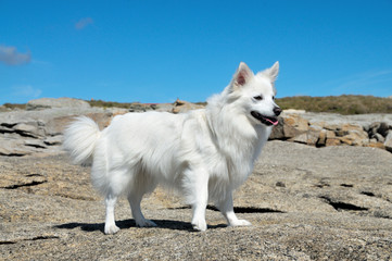 loulou de Poméranie