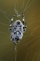 spider