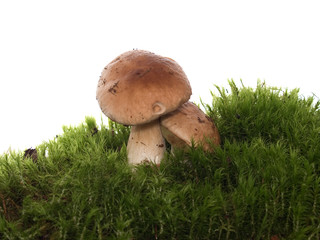 mushrooms on the moss