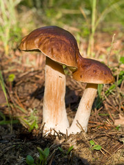 pair boletus in the forest