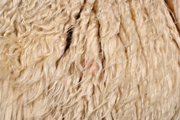 wool sheep