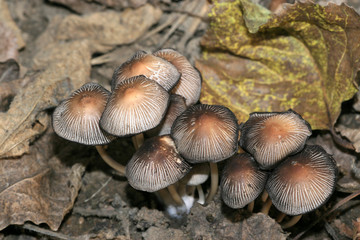 fungi