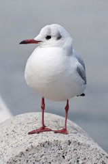 カモメ