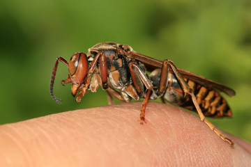 insects