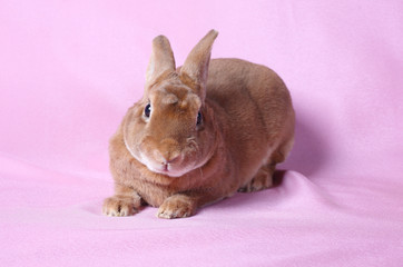 Small decorative rabbit. A symbol of New 2011.