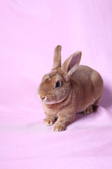 Small decorative rabbit. A symbol of New 2011.