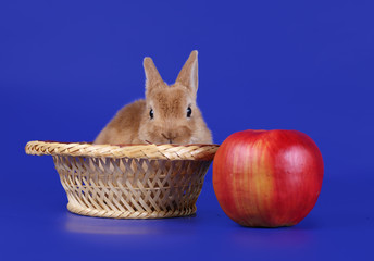 Decorative red cub of a rabbit