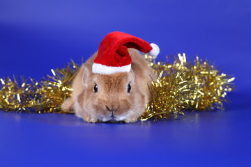 Decorative red cub of a rabbit in New Year's surroundings