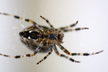 Spinne
