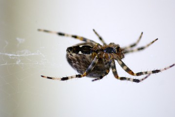 Spinne