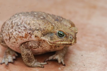 Agakröte (Bufo marinus) Wildlife