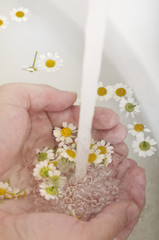 Kamillenblüten im Wasser