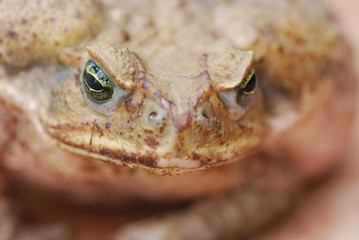 Agakröte (Bufo marinus) Wildlife
