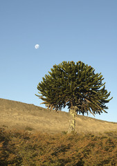 araucaria 3 (argentina - cile)