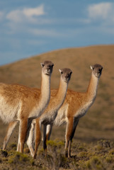 Guanacos (Lama Guanicoe) in Patagonia.