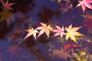 水面の落ち葉