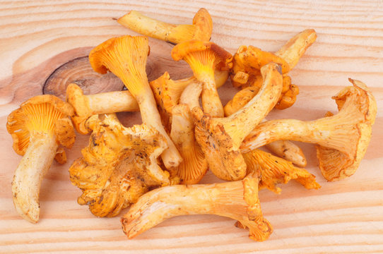 Les girolles
