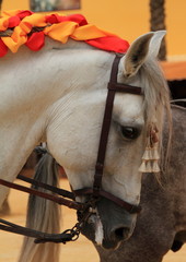 Caballo blanco, Jerez, Espa&ntilde;a