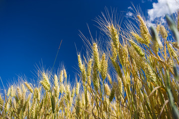 Obraz premium grano