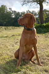 Dog (Magyar Vizsla) sitting