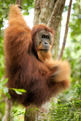 orangutan hanging on vines © Stéphane Bidouze
