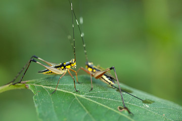 grasshopper couple
