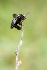 big tropical fly