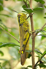 big tropical cricket