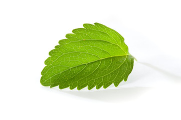Stevia