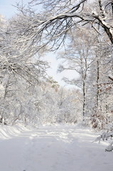 Winterlandschaft