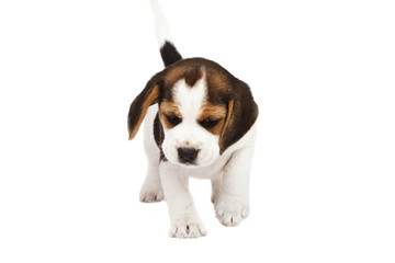 Beagle