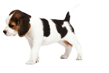 Beagle