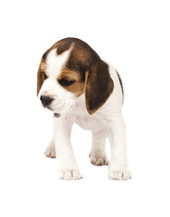 Beagle