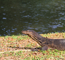 Annoyed Monitor Lizard