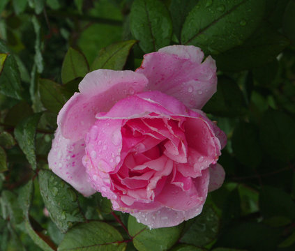 pink rose in dew drops