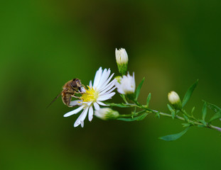 Hoverfly