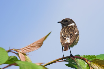 Schwarzkehlchen