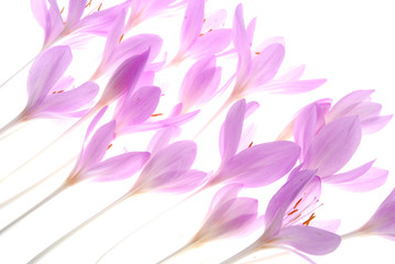 pink crocus flowers on white background