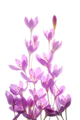 pink crocus flowers on white background