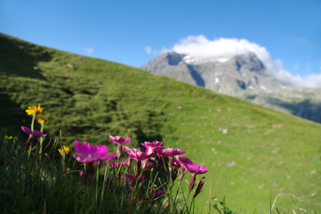 Obraz premium fleurs alpines