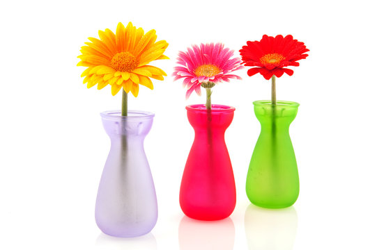 Colorful Gerber flowers