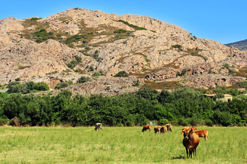 mucche con montagne sullo sfondo