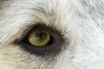 Close-up of an eye of an abandoned dog