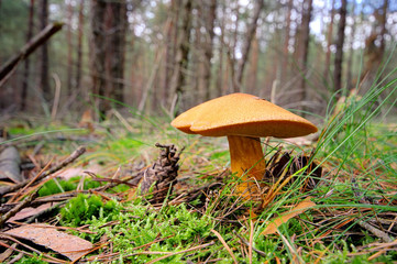 Kornblumenroehrling - Gyroporus cyanescens 06