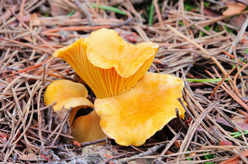 Pfifferling - Chanterelle 01