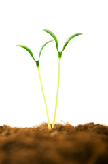 Green seedling illustrating concept of new life