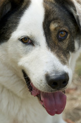 Close-up of the face of an abandoned dog