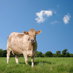 A Cow Grazing in Field