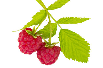 branch of two ripe raspberries