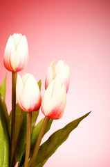 Naklejka premium Bunch of tulip flowers on the table